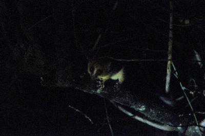 mouse lemur3.JPG