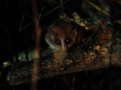 mouse lemur4.JPG