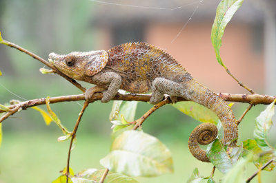 nose-horned chameleon.JPG