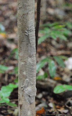 leaf-tailed gecko1.JPG