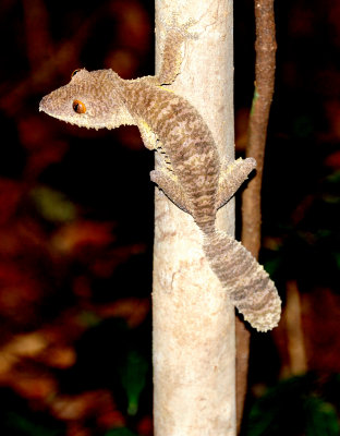 leaf-tailed gecko2.JPG