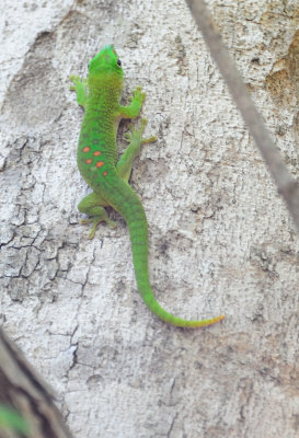 giant day gecko.JPG