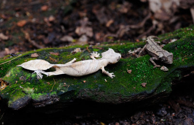 leaf-tailed gecko5.JPG