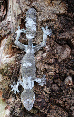 leaf-tailed gecko3.JPG