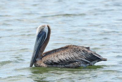 brown pelican2.JPG