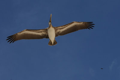 brown pelican3.JPG