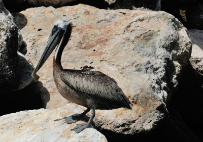 brown pelican4.JPG