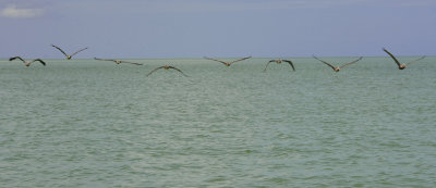 brown pelican5.JPG