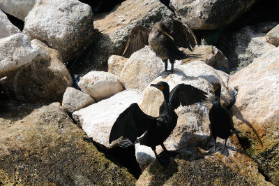 double crested cormorant1.JPG