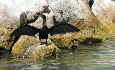 double crested cormorant2.JPG