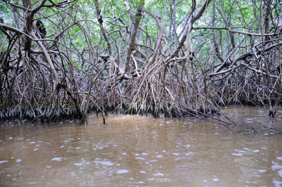 mangrove.JPG