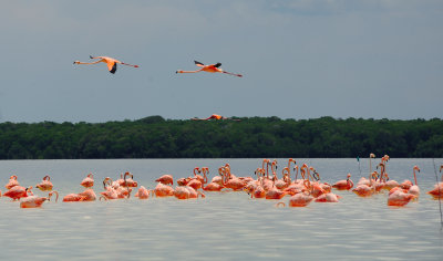 pink flamingo1.JPG