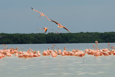 pink flamingo3.JPG