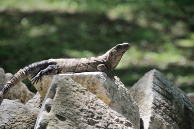 iguana3.JPG