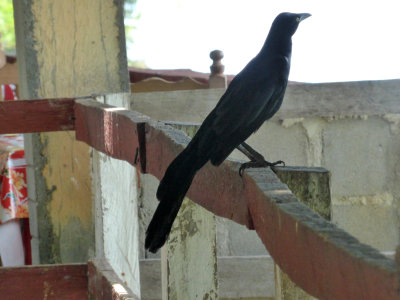 Great-tailed Grackle.JPG