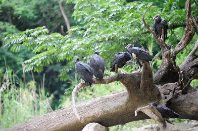 black vulture2.JPG