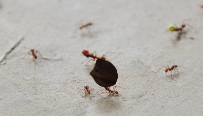 Ants1.JPG