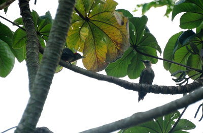 Gila woodpecker1.JPG