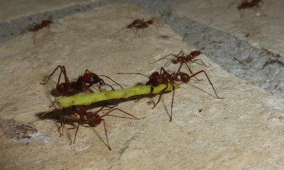 ants3.JPG