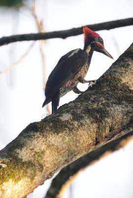 lineated woodpecker3.JPG