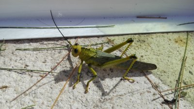 grasshopper1.jpg