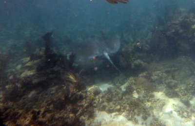 southern stingray1.JPG