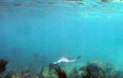 southern stingray2.JPG