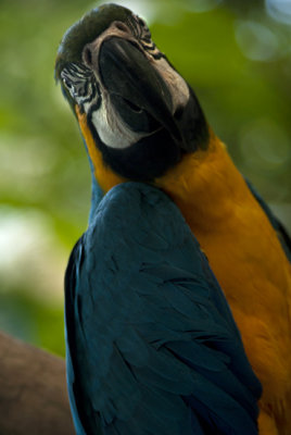 Iguassu Falls