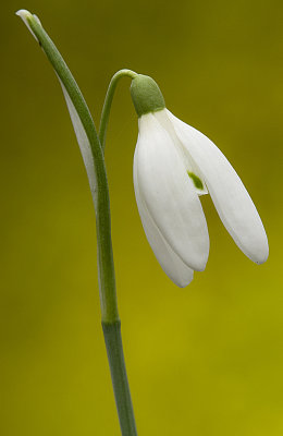 Common snowdrop/Sneeuwklokje