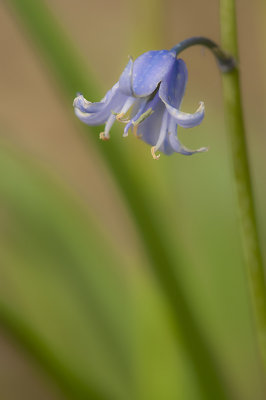 Bluebells/Boshyacint