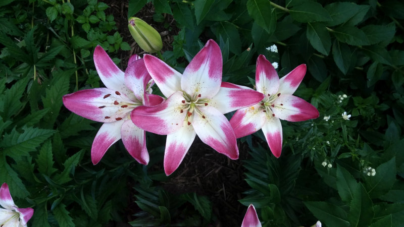 Lilies.jpg