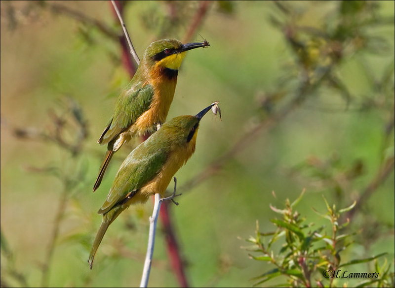 Little Bee- Eater - Dwergbijeneter -  Merops pusillus