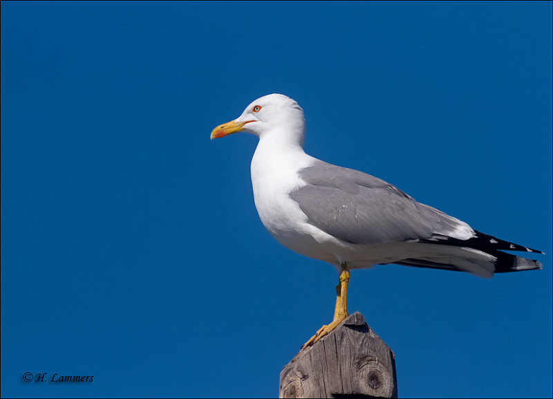 Yellow-Legged Gull-Geelpootmeeuw