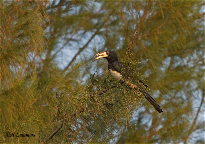 African Pied Hornbill - Bonte tok _MG_8593.jpg