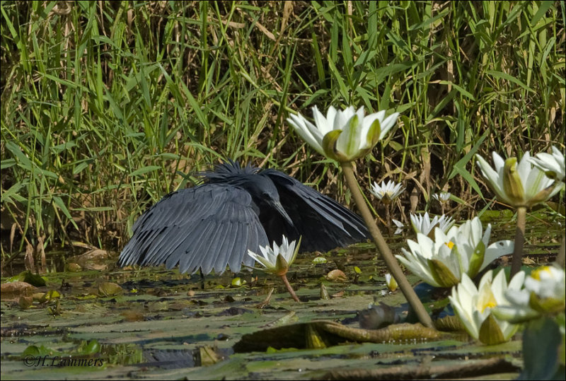 Black Egret - Zwarte Reiger