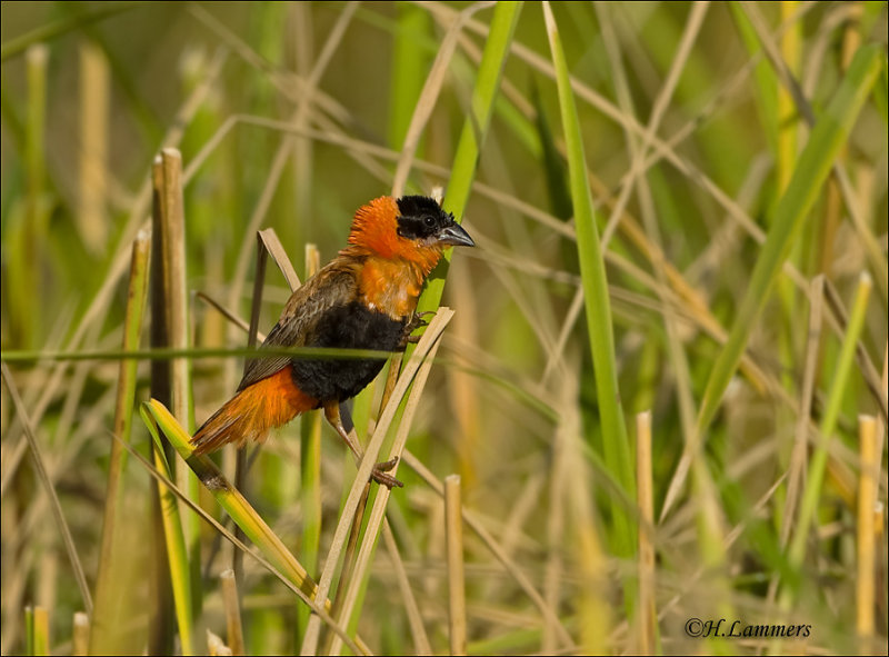 Northern Red Bishop-Oranjewever