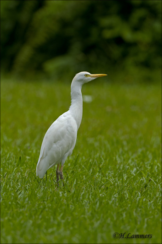 Cattle Egret - Koerreiger - Bubulcus ibis