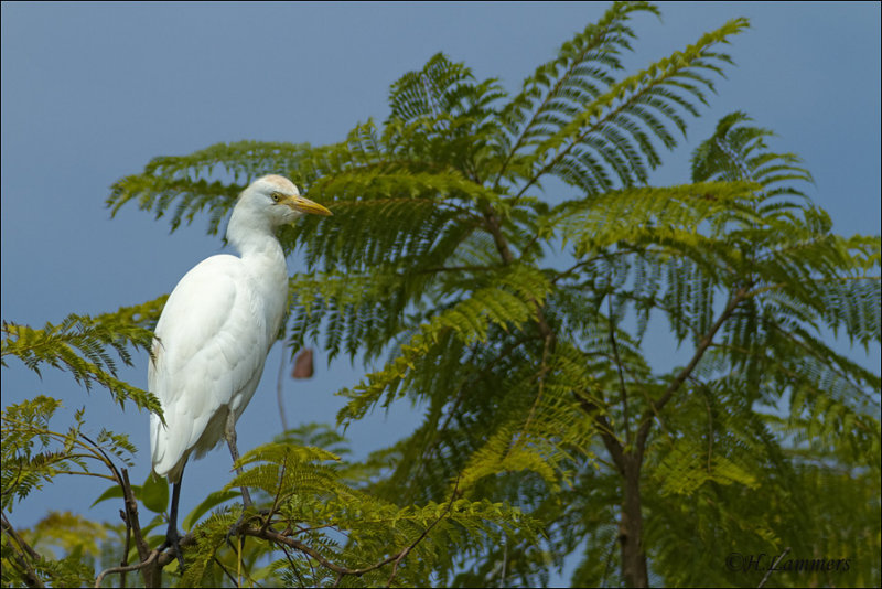 Cattle Egret-Koerreiger - Bubulcus ibis