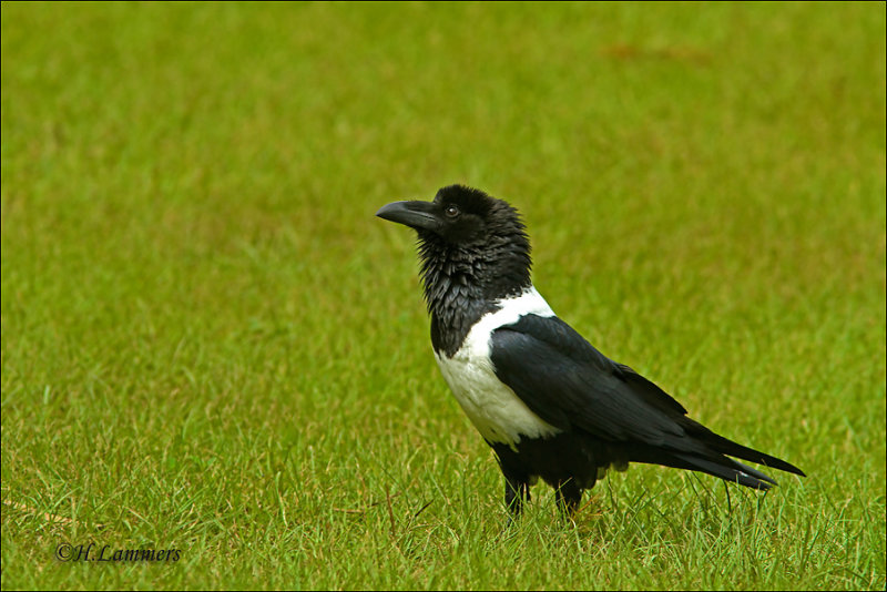 Pied Crow-Schildraaf