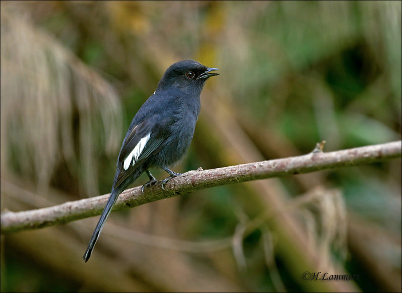 Northern Black Flycatcher - Senegalese drongovliegenvanger _ MG_0104