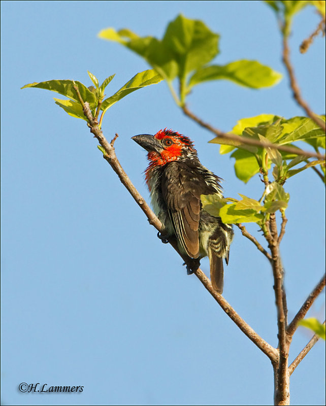 Viellot's Barbet-Roodgele baardvogel-Gambia