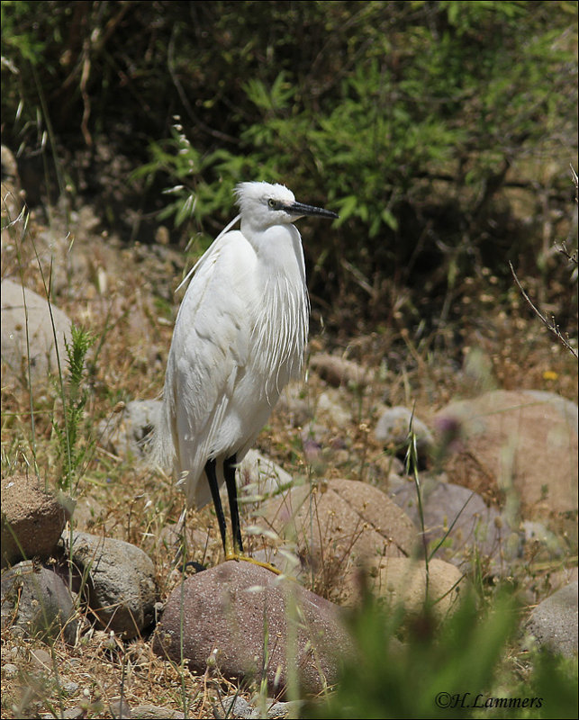  Little Egret - Kleine zilverreiger - Egretta garzetta