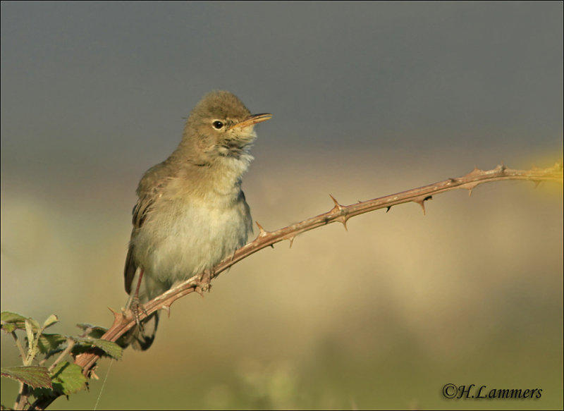 Olivaceos Warbler-Vale spotvogel