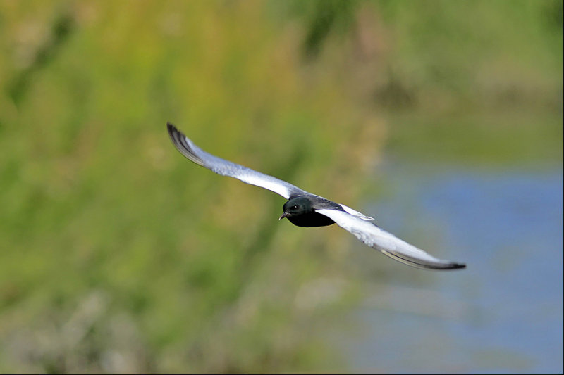 White-winged black tern-Witvleugelstern