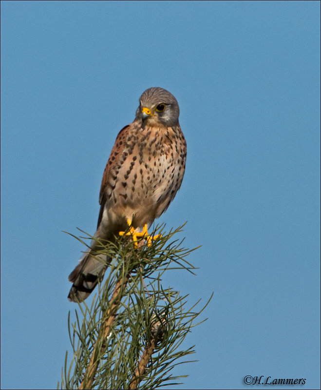 Common Kestrel-Torenvalk - Falco tinnunculus