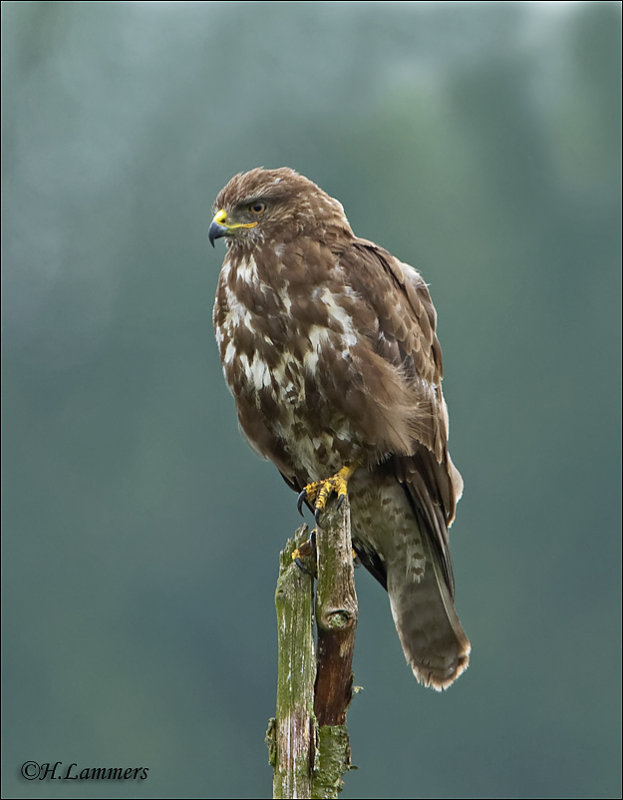 Common Buzzard - Buizerd MG_1970_