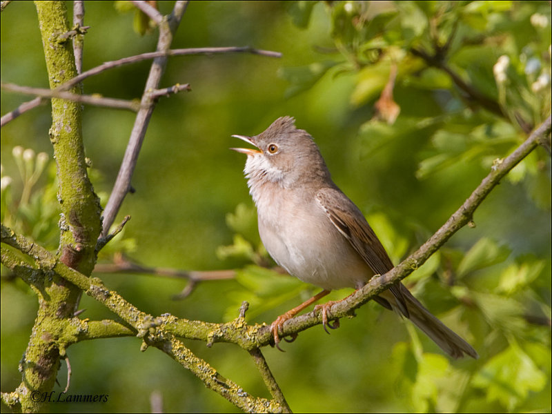 Grasmus-Common Whitethroat - Sylvia communis 