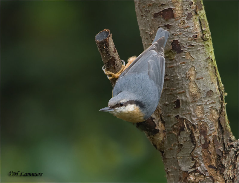 Nuthatch - Boomklever - Sitta europaea