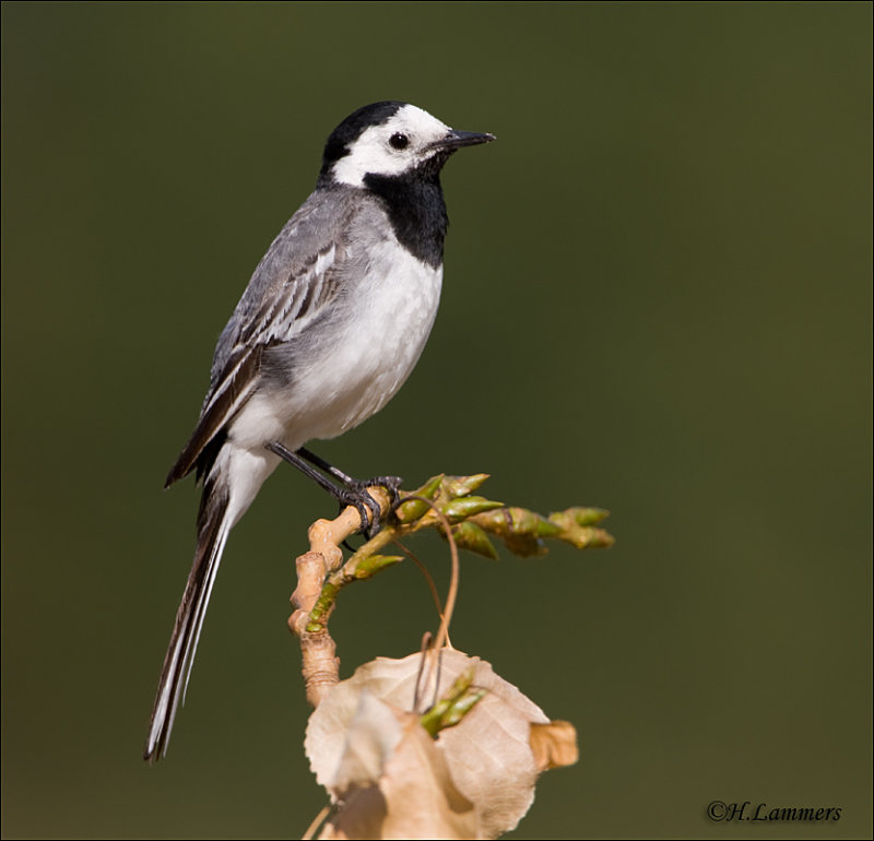 White Wagtail - Witte Kwikstaart