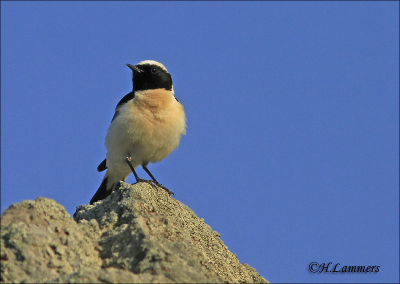 Eastern Black-eared Wheatear - Oostelijke Blonde Tapuit - Oenanthe melanoleuca